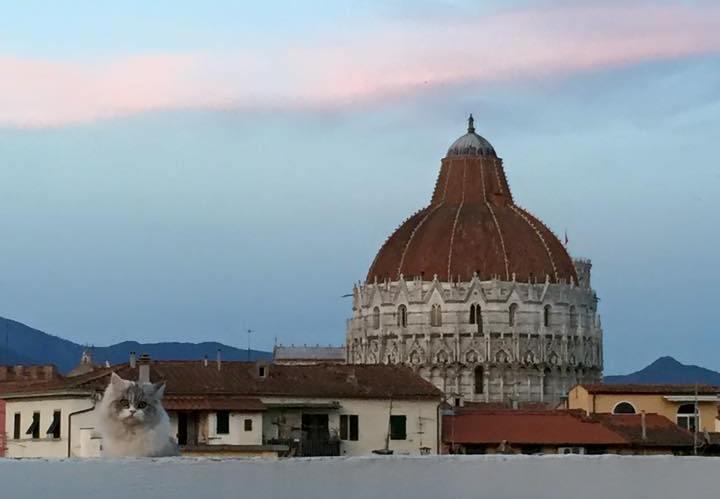 Alla Torre Con Vista Pisa Værelse billede